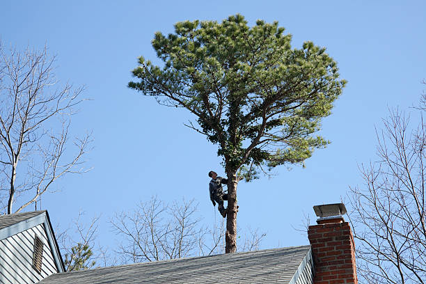 Trusted Wilson, AR Tree Services Experts